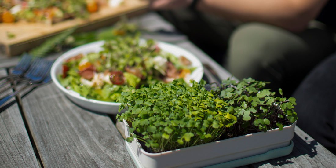 Grow micro-greens with micro effort – say hello to Micropod