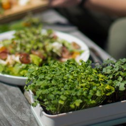 Grow micro-greens with micro effort – say hello to Micropod