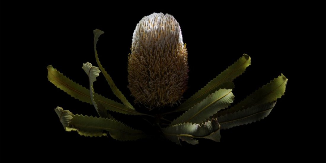 Explore the power of plants at State Library of Queensland's Entwined exhibition