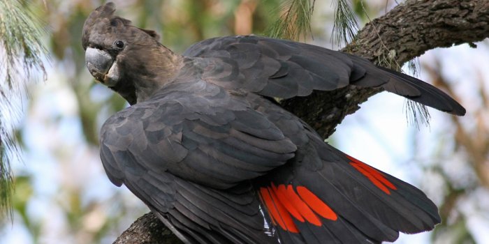 Glossy Black-Cockatoo Birding Day