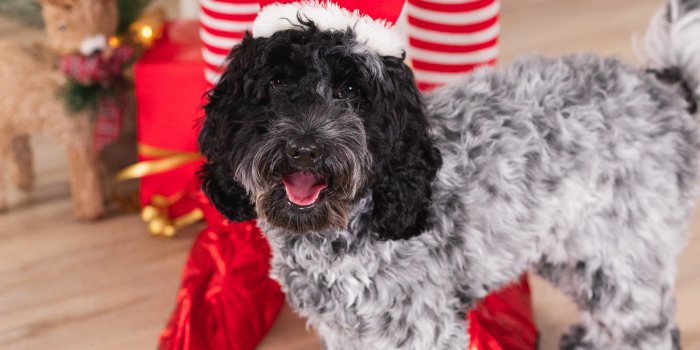 Pet Photos at Robina Town Centre