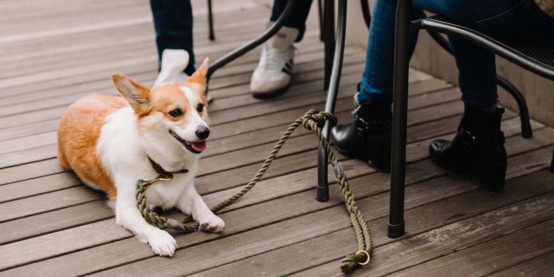 The round-up: bark up the right tree at the Gold Coast's best dog-friendly cafes and bars