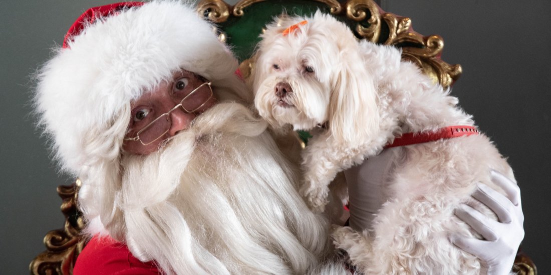 Christmas carols and pawfect Santa photos – it’s the most wonderful time of year at Sanctuary Cove
