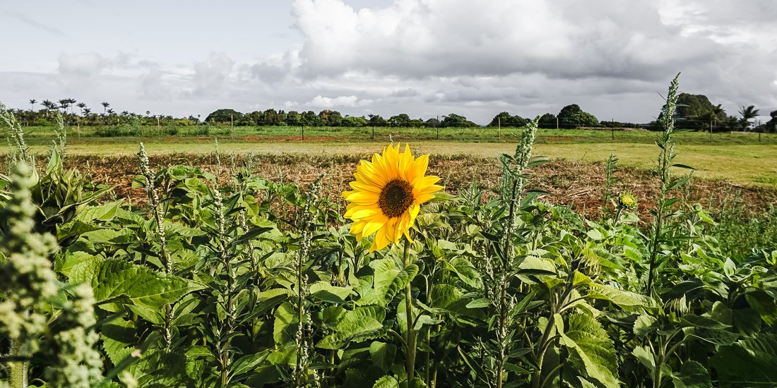 Say ‘I do' to Farm & Co's brand-new paddock-to-plate restaurant and wedding venue