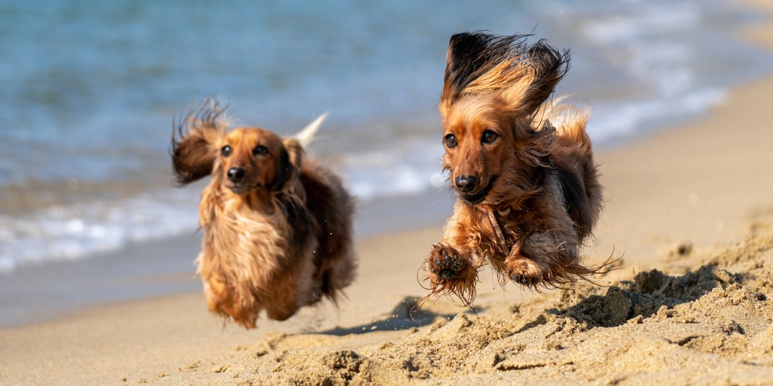 Dog beach