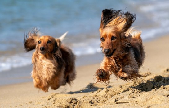 Dog beach