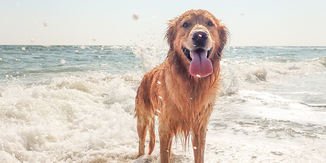 Dog beach