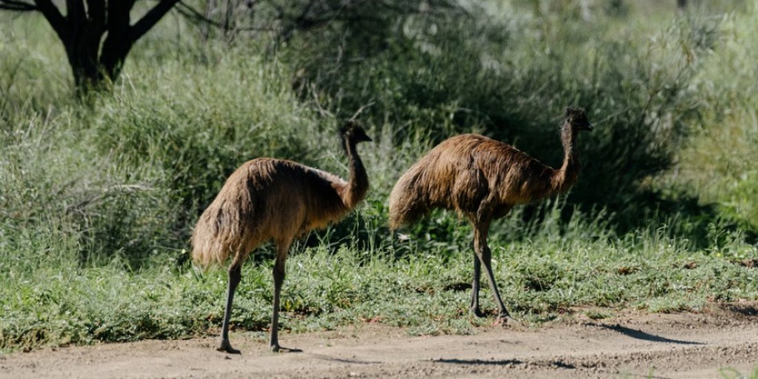 Discover Longreach, the heart of Outback Queensland