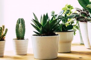 Plant Warehouse Sale