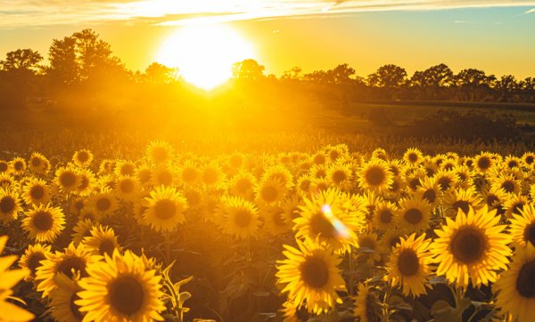 Save the date – Kalbar Sunflower Festival is returning with a field of one-million blooms