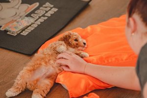 Puppy Yoga