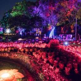 Magical light show The Enchanted Garden is returning to Roma Street Parkland