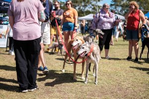 Dogs on the Green – Christmas in July